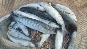 рыбалка в каркеницком заливе