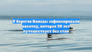 У берегов Канады зафиксировали косатку, которая 20 лет путешествует без стаи