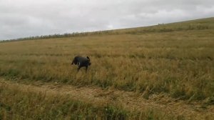 20250928 Перемещённый перепел