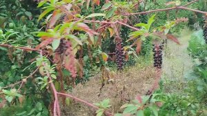 дикий красный ствол