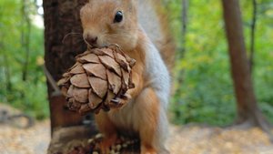 Толстая забежала перекусить