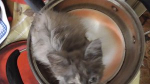 котёнок гейша сидит в кострюле где хочу там и сежу