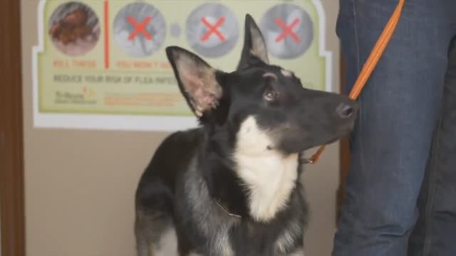 Шишки у кошек и собак. Приемная доктора М.А. Шелякова - https://doctor-veterinar.ru