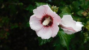 29=09=2025  ПВН  КМР . ОСЕНЬ .ДОЖДЬ.  MP4 (29)