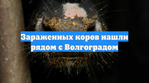 Зараженных коров нашли рядом с Волгоградом