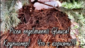 Picea engelmannii Glauca🔥Что с корнями?! 👍👎21.09.25 #Piceaengelmaniiglauca #garden #сад #посадка