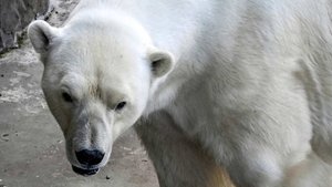 Туристы засняли схватку белого и черного медведей в Канаде