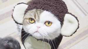 Приколы с котами! САМЫЕ СМЕШНЫЕ ЖИВОТНЫЕ С ОЗВУЧКОЙ!