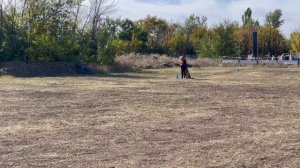 Бенефис Екатерины ЖАКЛИН - №76. РОСТОВ-НА-ДОНУ 28 сентября`25 Моно немецких овчарок