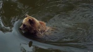 Дикая природа в формате 4к расслабляющим чтением Корана Чтец; Мохаммад Аль-Лухайдан