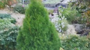 ДАЧНЫЕ НОВОСТИ, ПОДГОТОВКА к ЗИМЕ