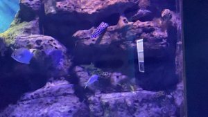 Удивительно красивые рыбы