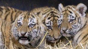 Путин отметил кропотливую работу по увеличению популяции тигра в РФ