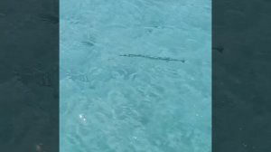 Стрела или игла? Мальдивы