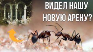 Муравьи Camponotus nicobarensis в лесу Лихолесья — такого вы ещё не видели!