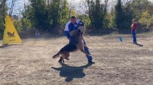 1 Оч/хор Зависть Богов ОМА +0+ №81. РОСТОВ-НА-ДОНУ 28 сентября`25 Моно немецких овчарок