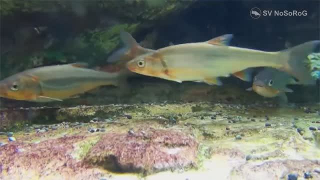 Где можно встретить представителей рода Угаи, Краснопёрки-угаи — Tribolodon Sauvage, 1883 ?