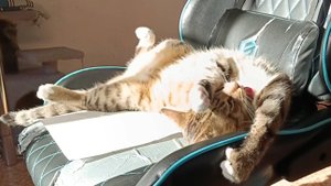 Кот балдеет и моется на солнышке