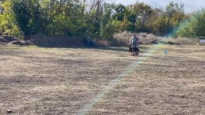 1 Отл. Black Magic Of The Sun YASMINA +++ №77. РОСТОВ-НА-ДОНУ 28 сентября`25 Моно немецких овчарок