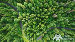Югра получила высший балл за лесное хозяйство