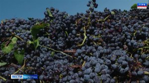 В Каякенском районе полным ходом идет уборка урожая винограда