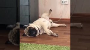 пёс на подзарядке