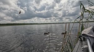 Тайга. Озеро Воже. Часть 3: Быт, самоловки и работа на избушке
