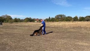 2 Отл. Леруа Мадлен МАЙБАХ +++ №95. РОСТОВ-НА-ДОНУ 28 сентября`25 Моно немецких овчарок