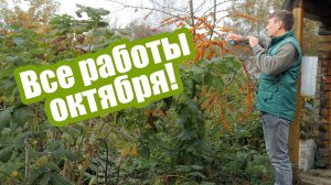 Октябрь в саду и огороде: что нужно сделать на участке?
