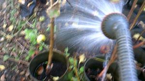 Помощь родителям - полив саженцев ЗКС