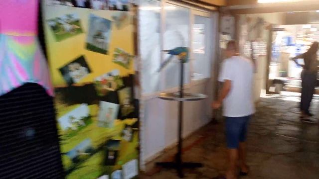 ТУРЦИЯ_2025_АЛАНЬЯ_ОТЕЛЬ-СКАЙЛАКС-5ЗВЕЗД_ПОПУГАЙ-КЛЕОПАТРА смотреть онлайн