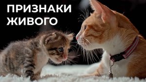 Живая и неживая природа - единое целое. 5 класс.