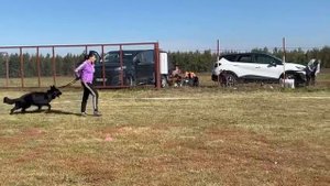 2 Отл. X-FACTOR Team Carrera ++- №7. ВОРОНЕЖ 21 сентября`25 Моно немецких овчарок