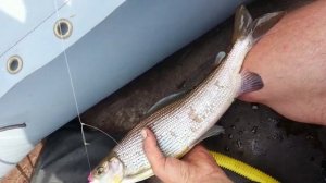 Река Ангара Орджоникидзе Хариуз