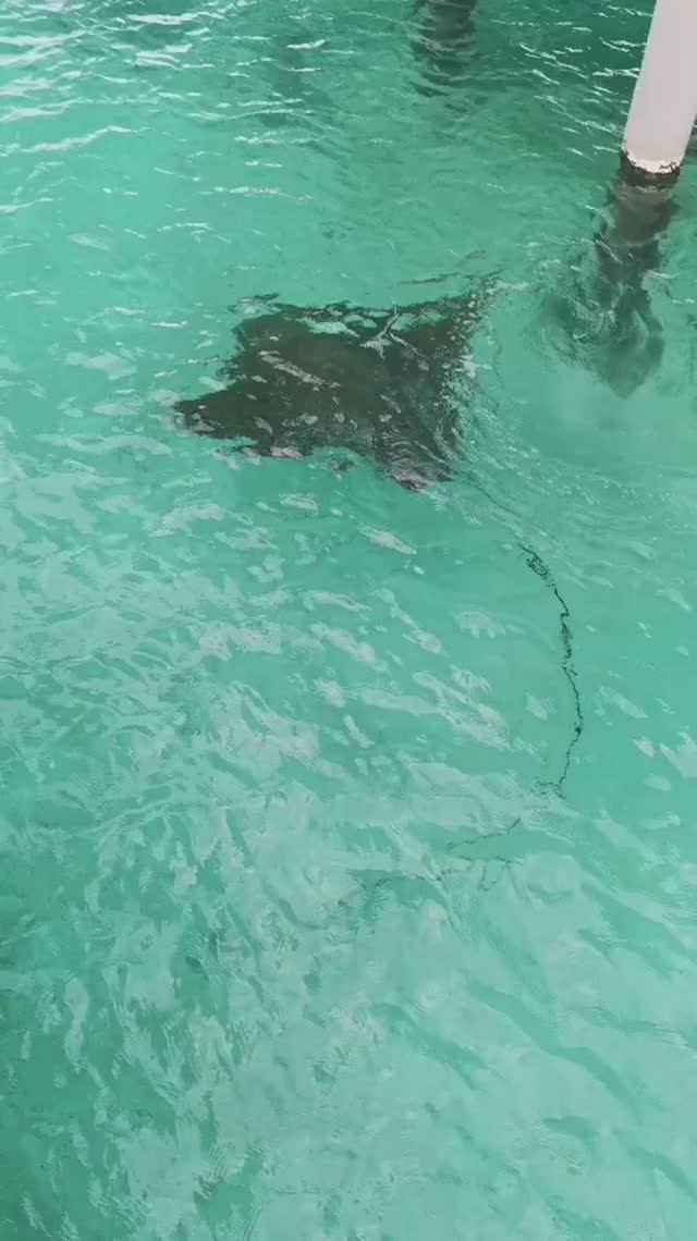 Монстр у Lagoon Villa)) Мальдивы