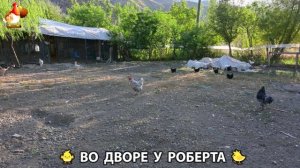 Содержание кур в домашних условиях и других птиц во дворе у Роберта 🐣🐤🦆🐔🪿🦃 (274)