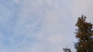 МЕЛОДИЯ ОДУВАНЧИКОВ