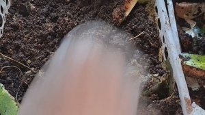 черви нью #черви # верниферма #огород #ОльгаДачаОгород