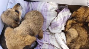 бесплатный щенки на рынке