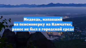 Медведь, напавший на пенсионерку на Камчатке, ранее не был в городской среде