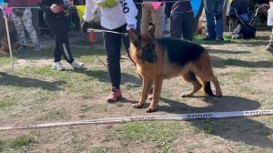 ЩЕНКИ КОБЕЛИ / Кубок НКП РОСТОВ-НА-ДОНУ 28 сентября`25 Z.Najdovski, Е.Близнецова  Моно н/о