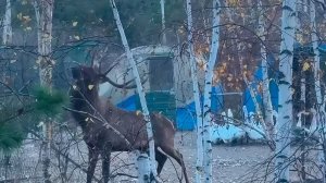 Изюбрь смертельно ранил сотрудника на глазах у посетителей в питомнике в Чите