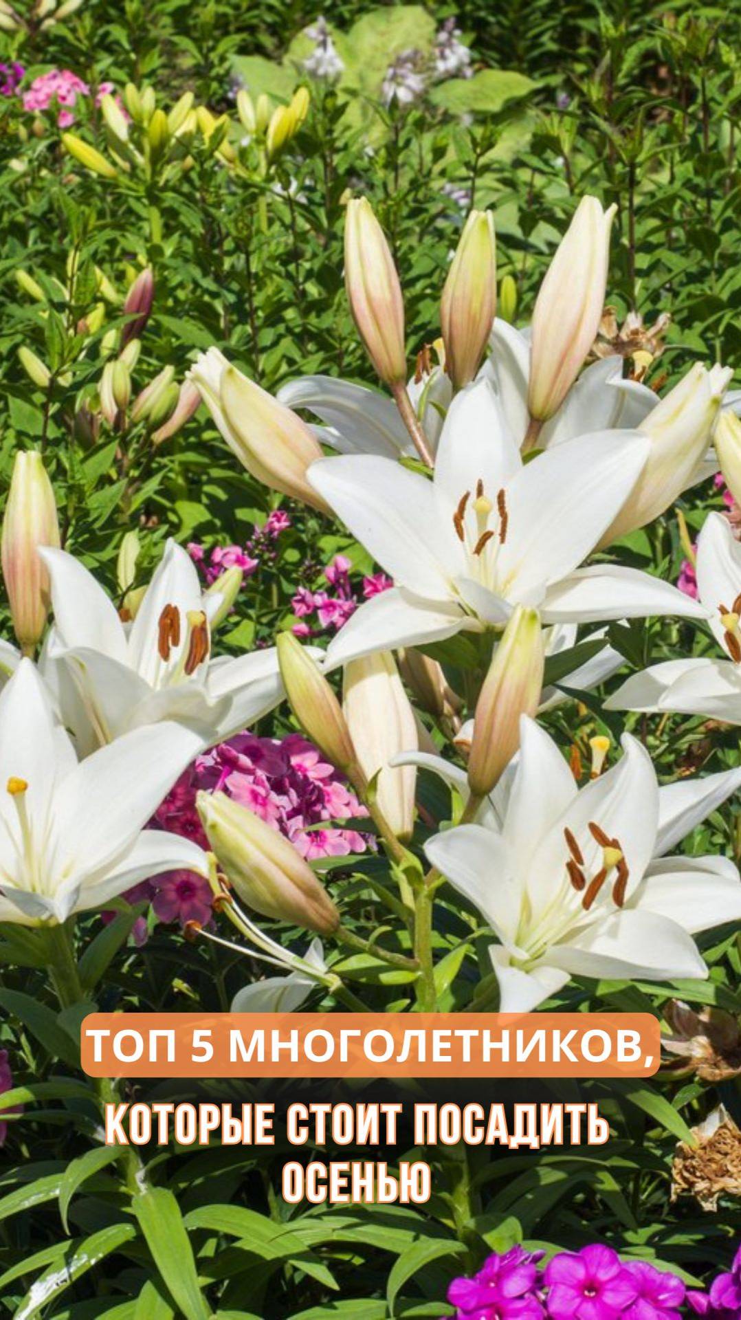 ТОП 5 многолетников, которые стоит посадить осенью смотреть онлайн