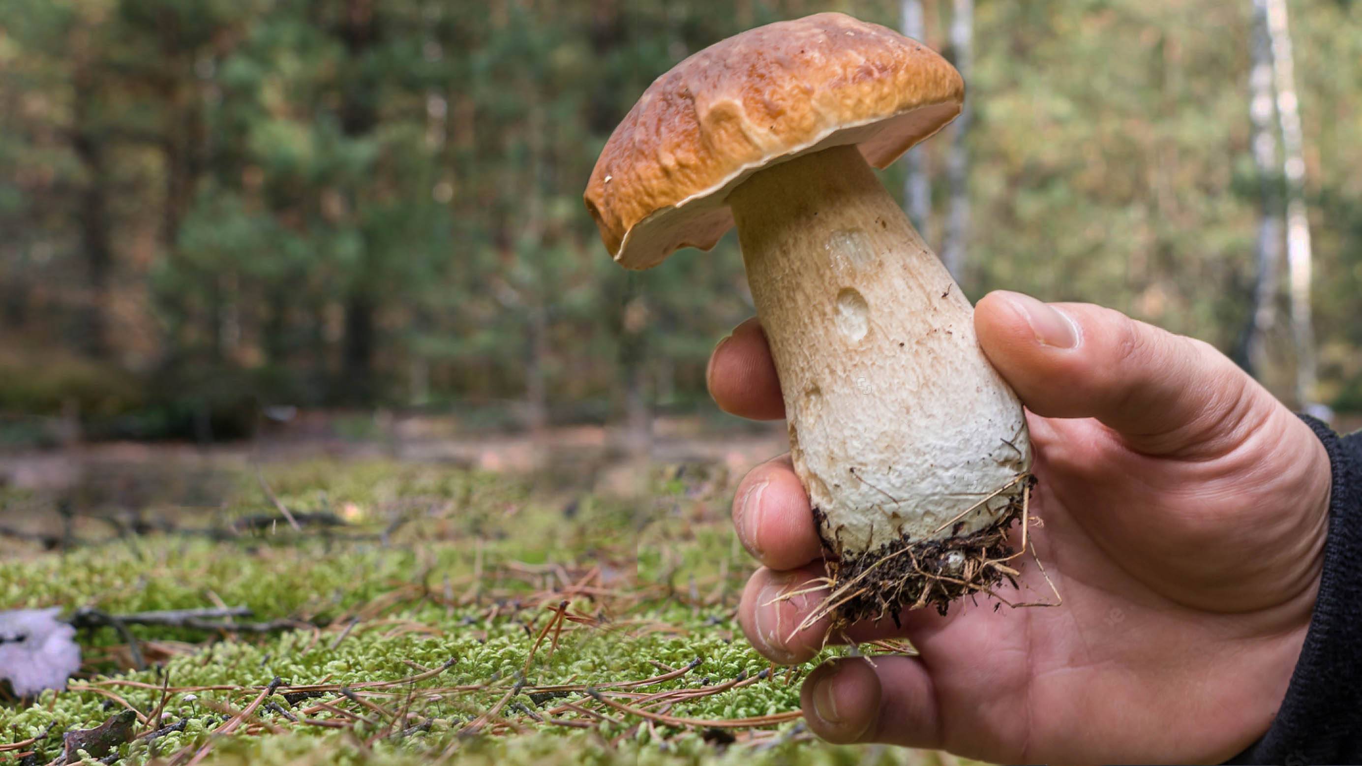 БЕЛЫЕ ГРИБЫ растут на каждом шагу успевай собирать!