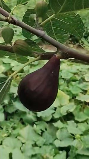 Инжир Крымский черный. Муассон Small Gardens
