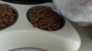 наш кот Зевс ест