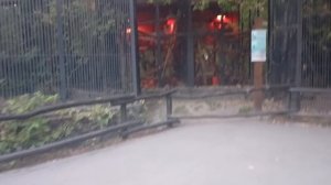 1000006204.mp4 Шпиц