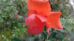 29=09=2025  ПВН  КМР . ОСЕНЬ .ДОЖДЬ.  MP4 (22)