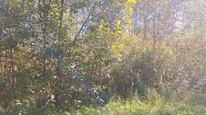 пгт Уваровка 50:18:0020402:754