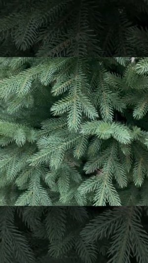 Искусственные елки Версальские зеленые, заснеженные, с лампами.